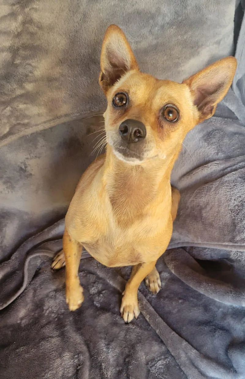 A young small-sized female Yellow / Tan / Blond / Fawn Chihuahua dog named Zuri for adoption in Sherwood, OR