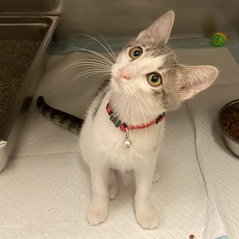 A baby small-sized female White Domestic Short Hair cat named Lady for adoption in Monroe, LA