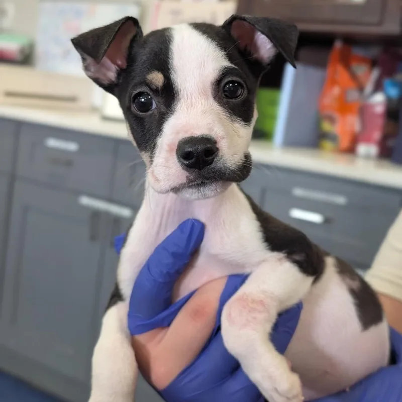 A baby medium-sized female Tricolor (Brown, Black, & White) Labrador Retriever dog named Twilight Sparkle for adoption in Anderson, TX