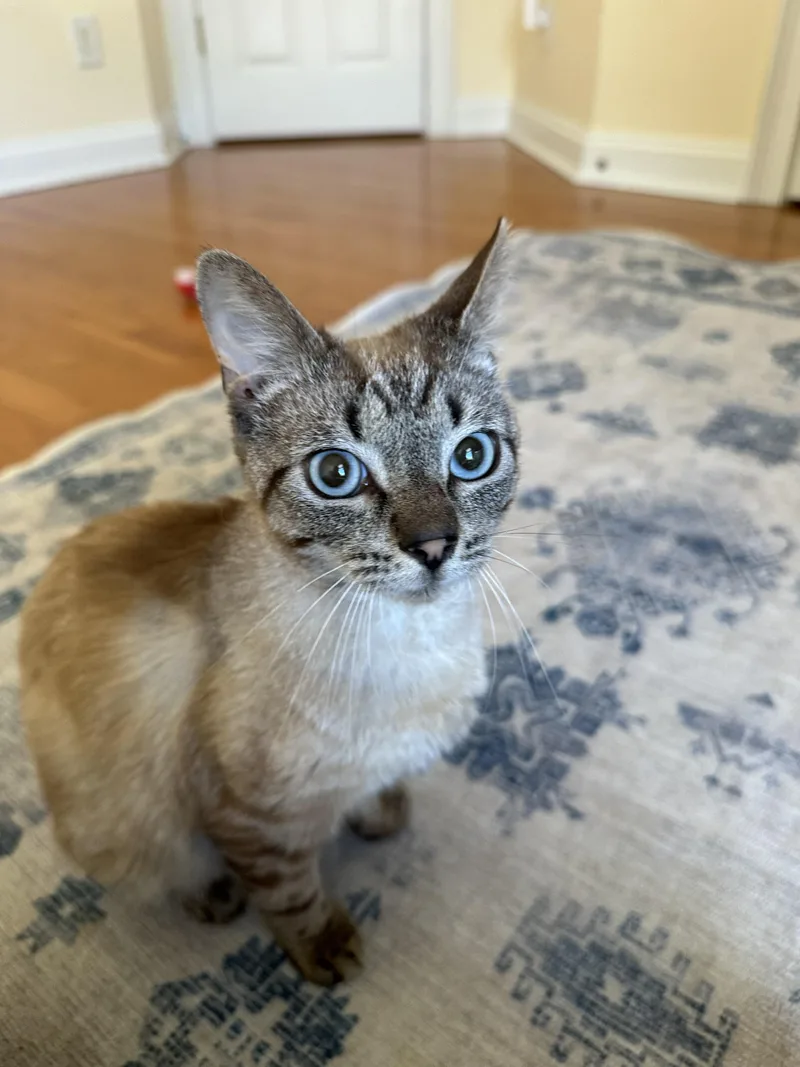 Niko