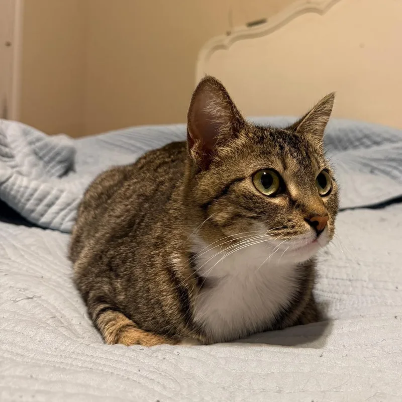 An adult small-sized female Brown / Chocolate Domestic Short Hair cat named Tulip for adoption in Fort Worth, TX