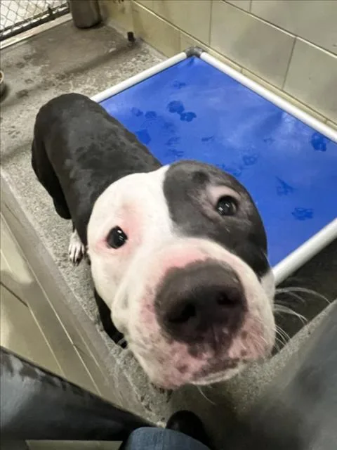 A young large-sized male Pit Bull Terrier dog named Tyson for adoption in Woodland, CA