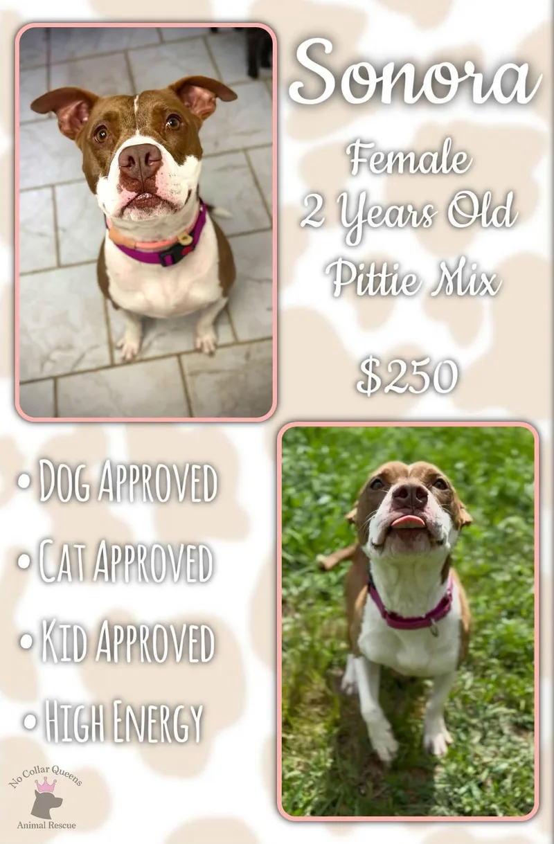 An adult medium-sized female Pit Bull Terrier dog named Sonara for adoption in Jacksonville, NC