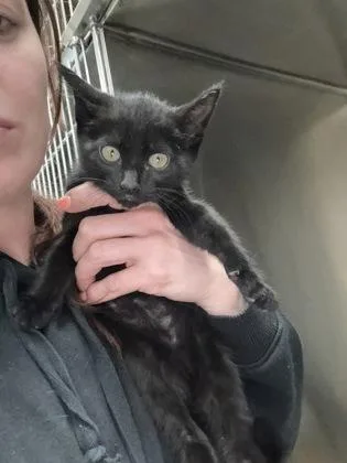 A baby medium-sized female Domestic Short Hair cat named Rosie for adoption in West Chester, PA