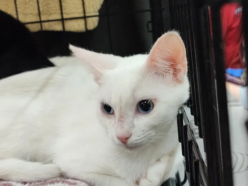 A baby medium-sized female Siamese cat named Pingo and Pongo for adoption in Spring Branch, TX