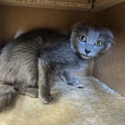 A young small-sized female Domestic Long Hair cat named Mt. Dew for adoption in Janesville, WI