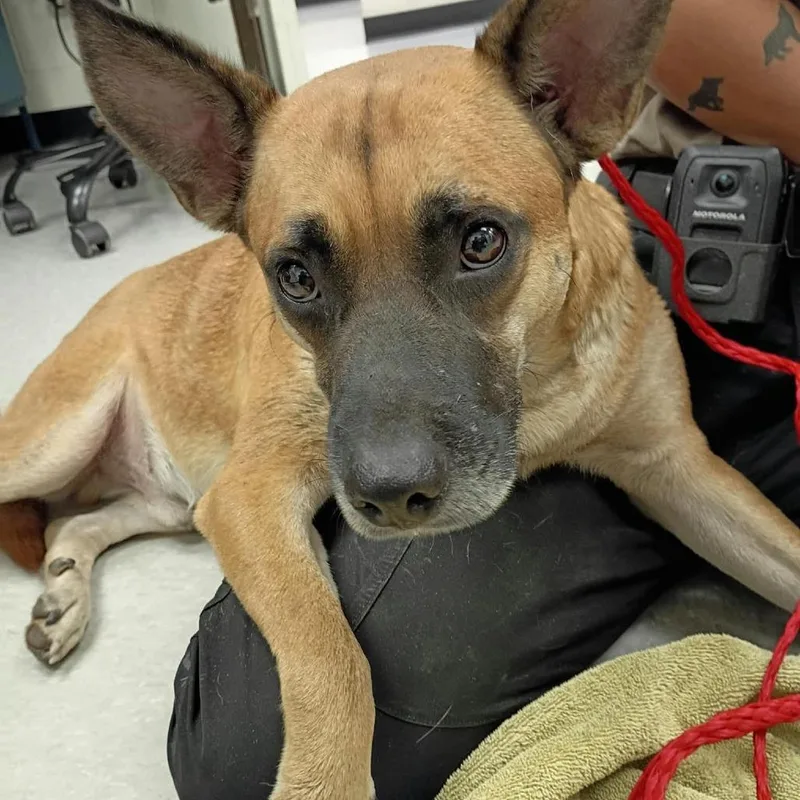 An adult medium-sized male Shepherd dog named Pepper for adoption in Bastrop, TX
