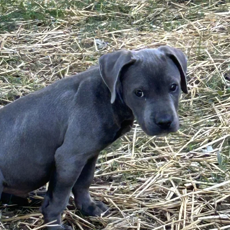 A baby large-sized male Gray / Blue / Silver Pit Bull Terrier dog named Reuben for adoption in Overland Park, KS