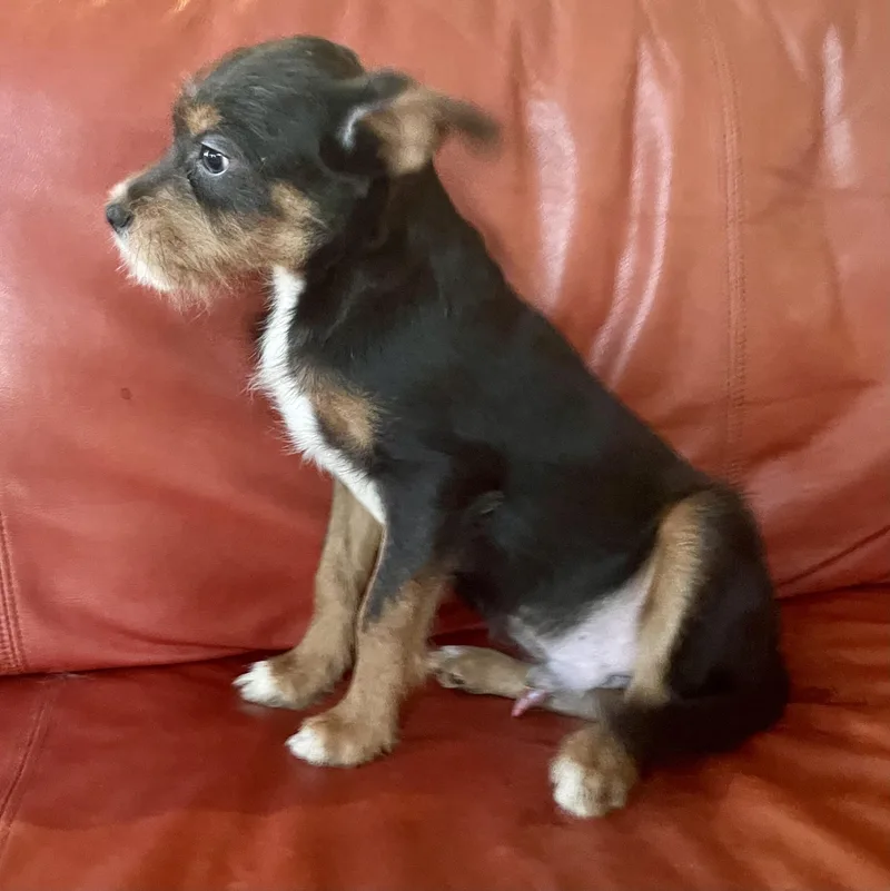 A young medium-sized male Black Australian Terrier dog named Ressie for adoption in MORAVIAN FALLS, NC