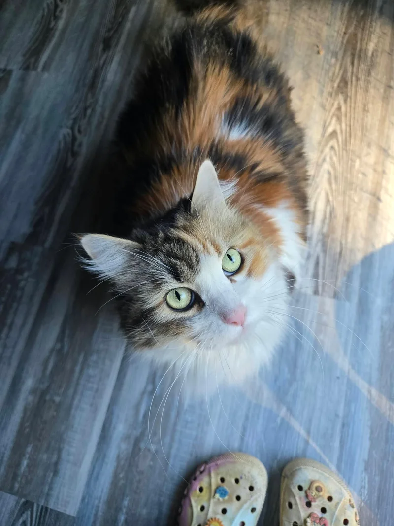 An adult medium-sized female Calico Domestic Long Hair cat named Nessa for adoption in North East, MD