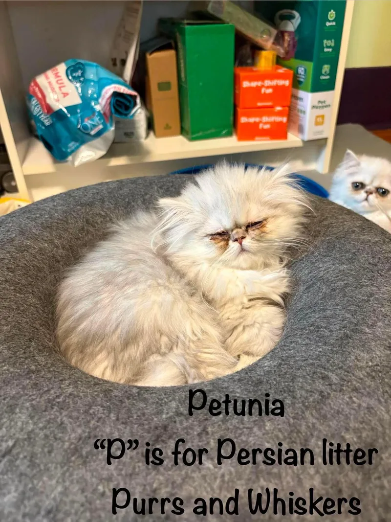 A baby medium-sized female Buff & White Domestic Long Hair cat named Petunia for adoption in New Hartford, NY