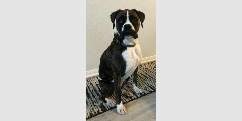 A young medium-sized female Boxer dog named Skylar Ii for adoption in Hewitt, TX