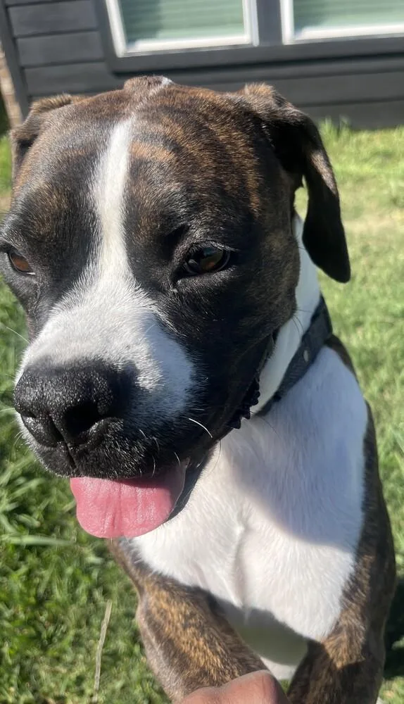 Skylar Ii thumbnail 2