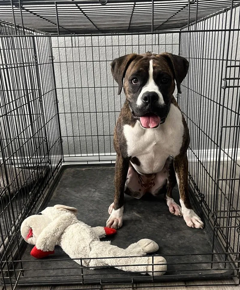 Skylar Ii thumbnail 3