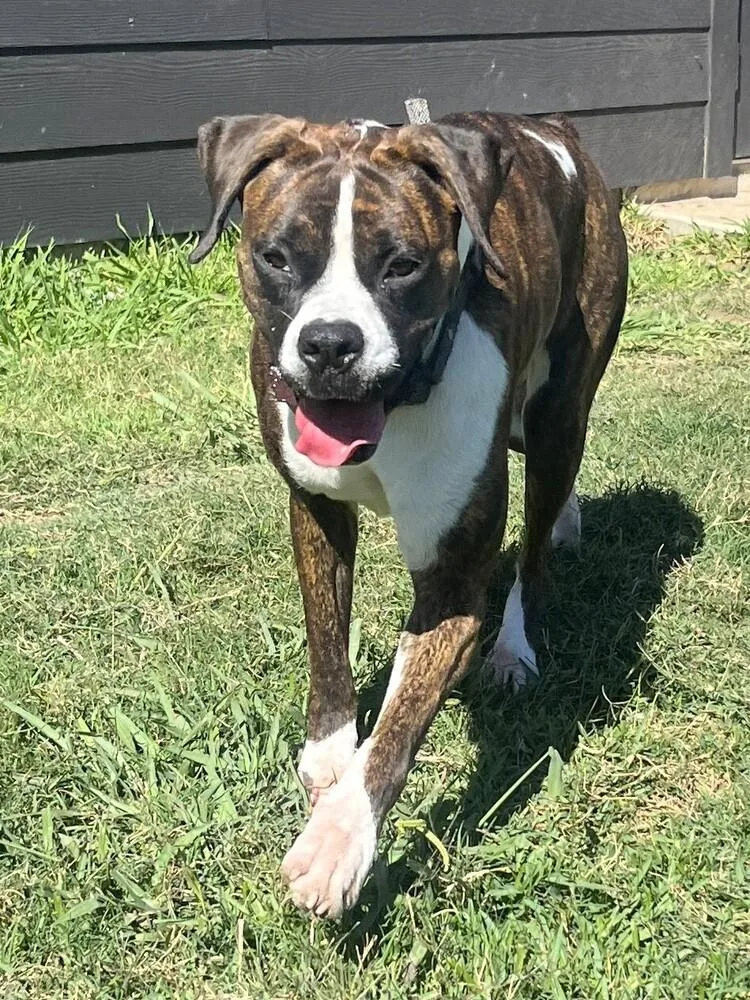 Skylar Ii thumbnail 4