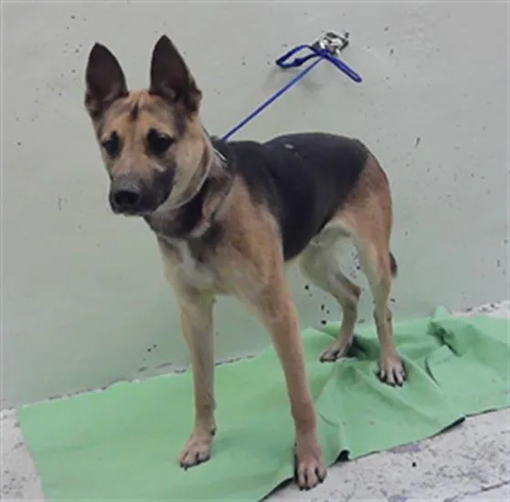 An adult medium-sized male German Shepherd Dog dog named Gunther for adoption in Houston, TX