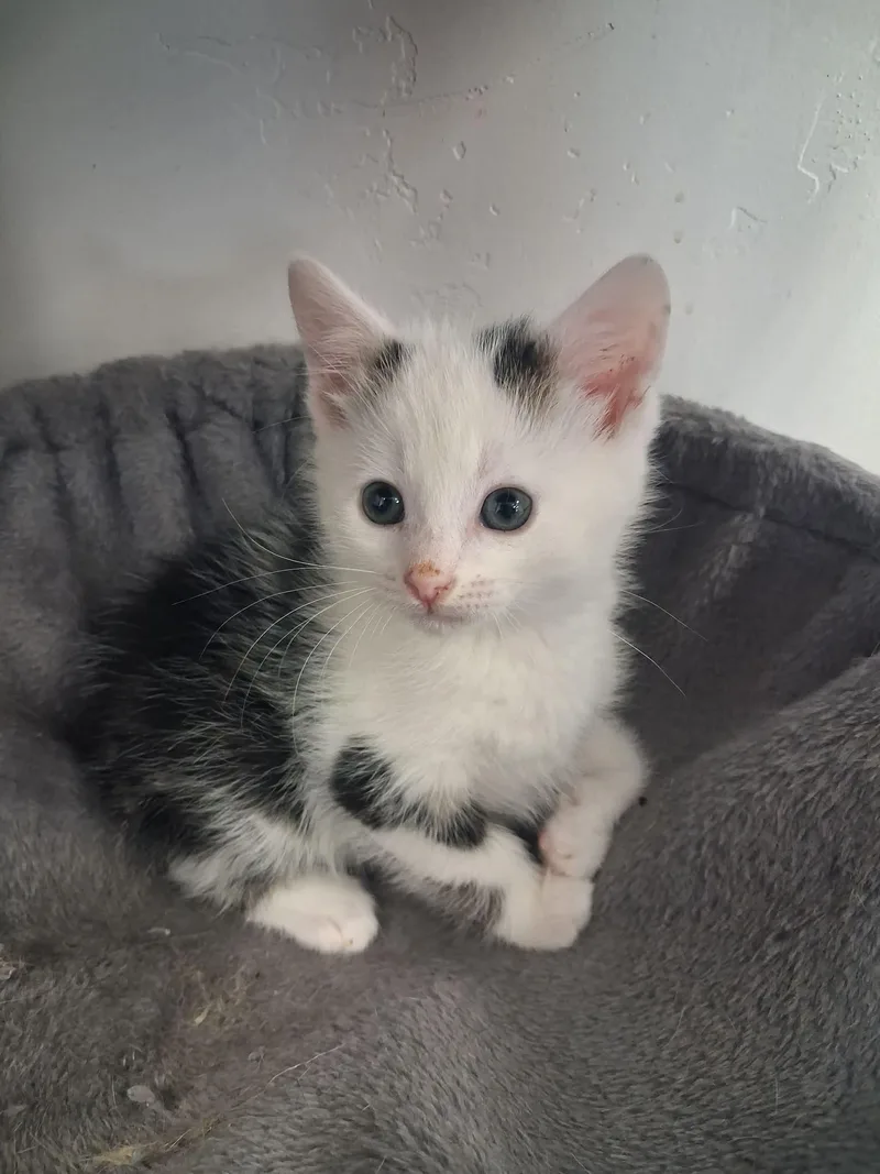 A young medium-sized male White Domestic Short Hair cat named Niko for adoption in Roosevelt, UT