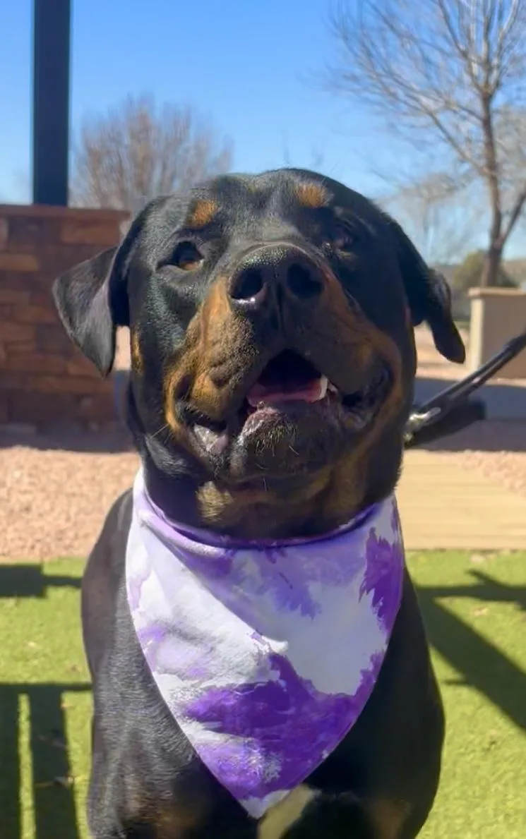 An adult large-sized male Black Rottweiler dog named Thor for adoption in Payson, AZ