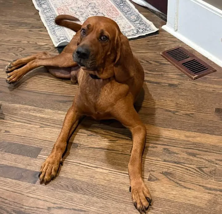 An adult large-sized male Redbone Coonhound dog named Lincoln for adoption in Spring Hill, TN