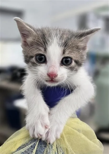 A baby medium-sized male Domestic Short Hair cat named Bluebell for adoption in Dallas, TX