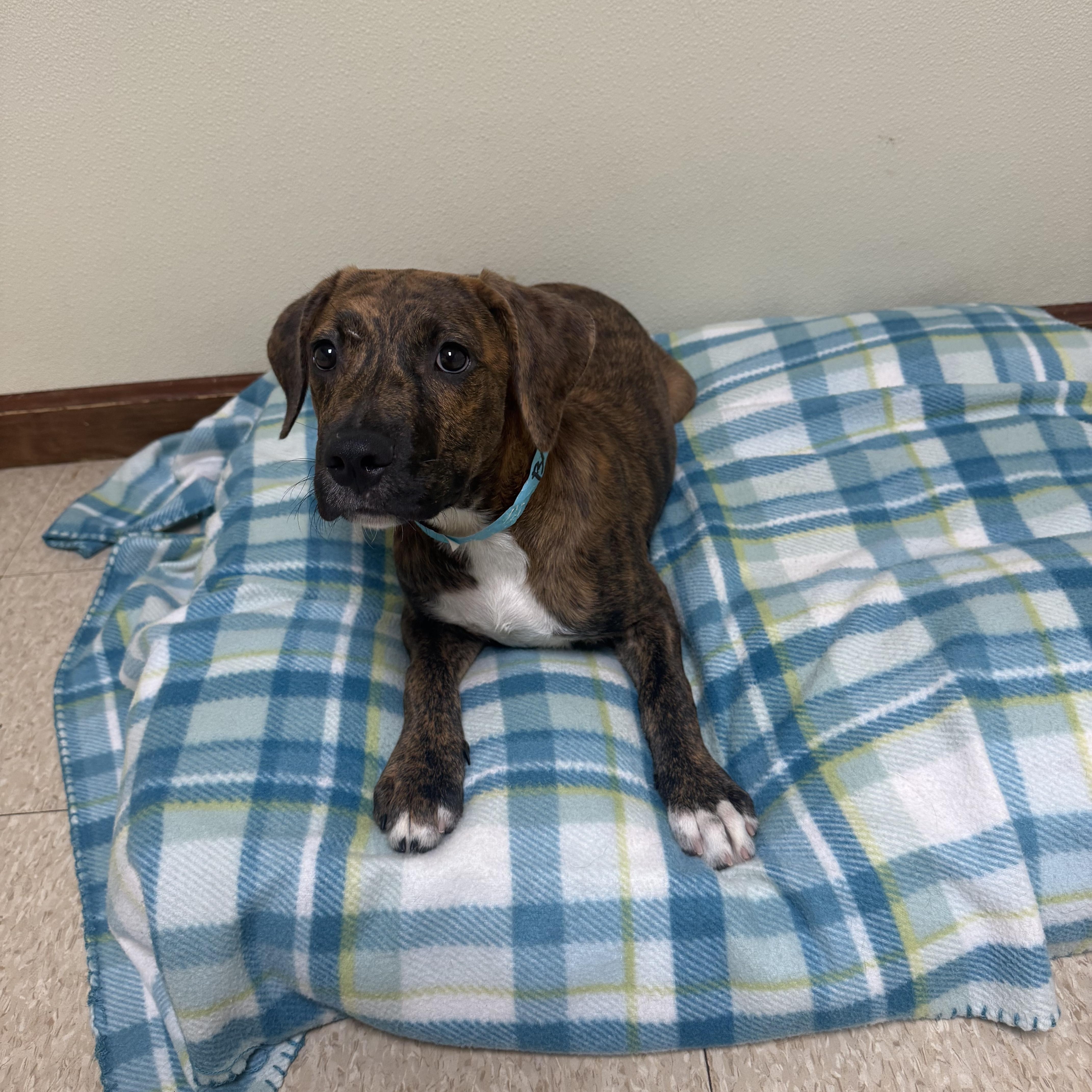 A baby medium-sized male Brindle Mixed Breed dog named Bambam for adoption in Douglas, MA
