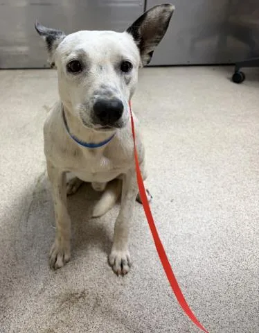 A young large-sized male German Shepherd Dog dog named Slime for adoption in Riverside, CA