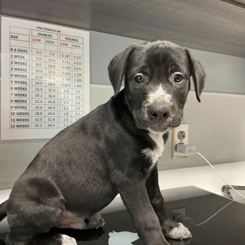 A baby small-sized male Black Labrador Retriever dog named Walter for adoption in St Joseph, MO