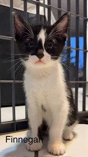 A baby medium-sized male Black & White / Tuxedo Domestic Short Hair cat named Finnegan for adoption in Oakland Park, FL