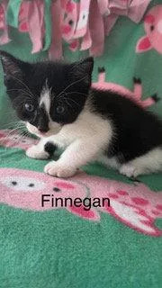 Finnegan thumbnail 3