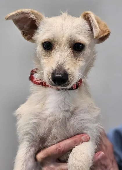 An adult small-sized male Mixed Breed dog named Cookie for adoption in West Chester, PA