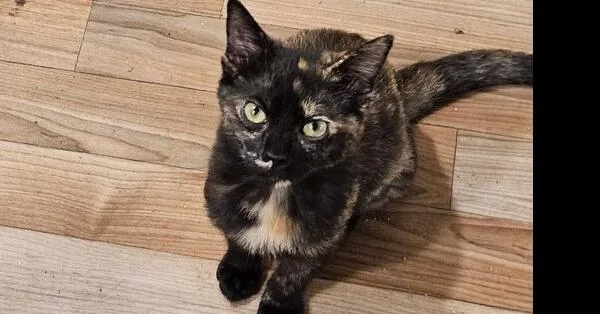A baby small-sized female Domestic Short Hair cat named Snickerdoodle for adoption in Thatcher, AZ