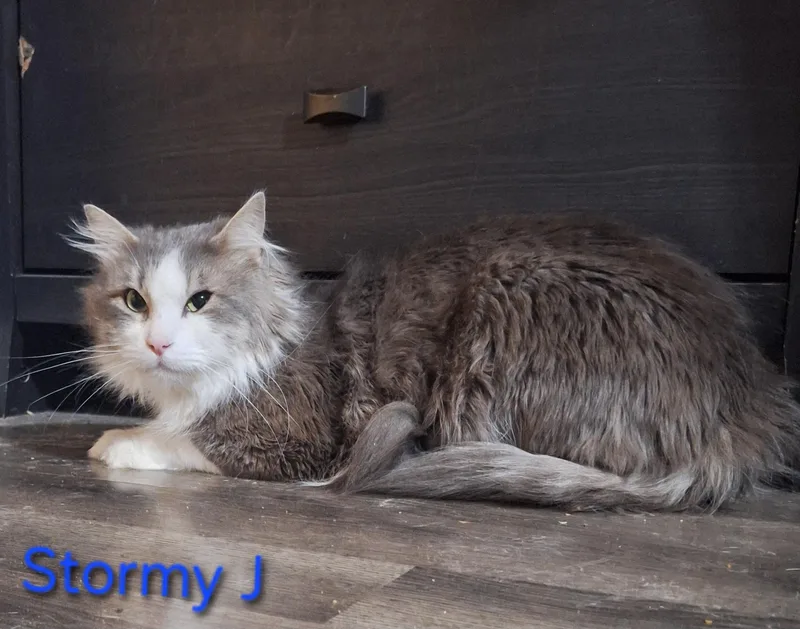 An adult medium-sized male Gray & White Domestic Long Hair cat named Stormy J for adoption in Kearney, NE