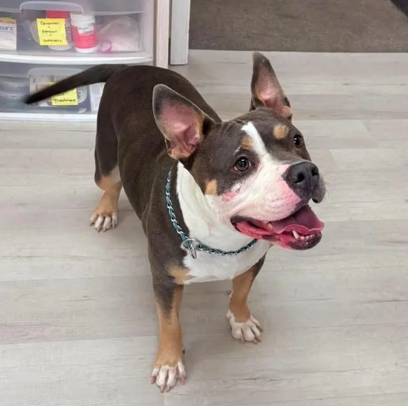 An adult large-sized female Pit Bull Terrier dog named Karma for adoption in Alden, NY