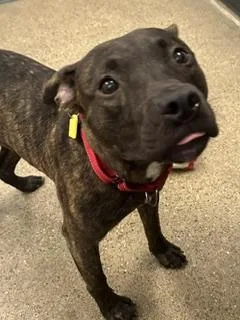 A baby medium-sized male Brown / Chocolate Pit Bull Terrier dog named Saint for adoption in Cleveland, OH
