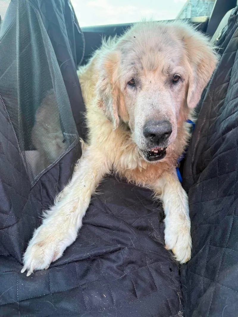 A senior extra large-sized male White / Cream Great Pyrenees dog named Hawthorne for adoption in Kiowa, OK