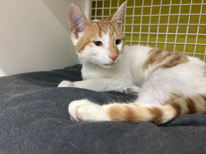 A baby small-sized male Orange & White Domestic Short Hair cat named Link for adoption in Telford, PA