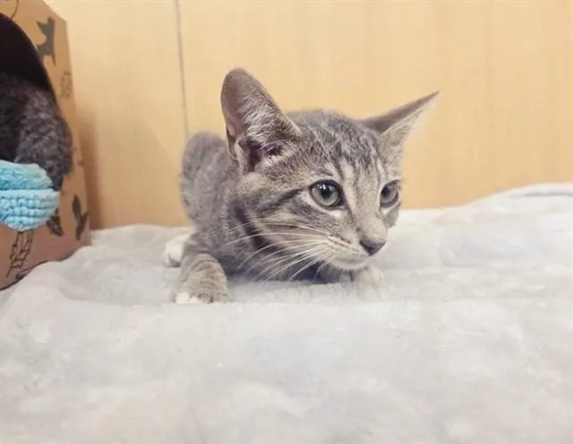 A baby small-sized female Domestic Short Hair cat named Shii for adoption in Saint Louis, MO