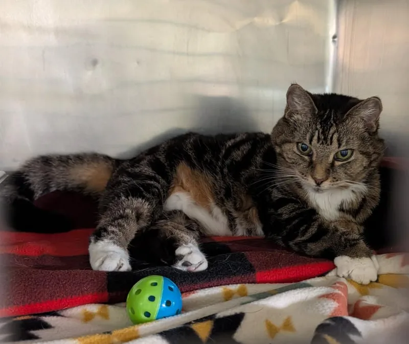 A senior medium-sized female Tabby (Brown / Chocolate) Tabby cat named Ellie Rose for adoption in Marietta, OH