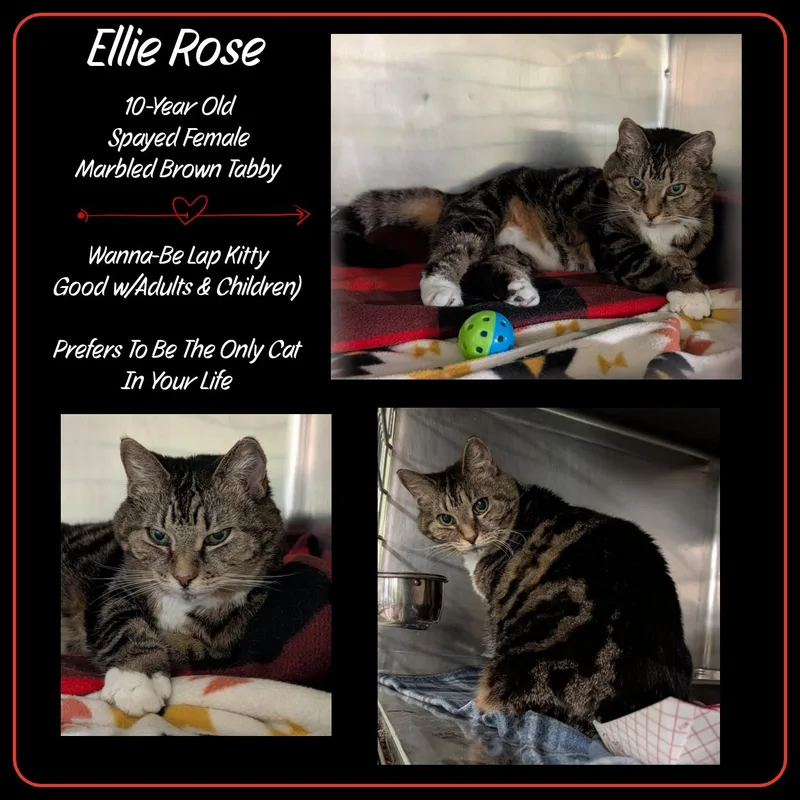 Ellie Rose thumbnail 4