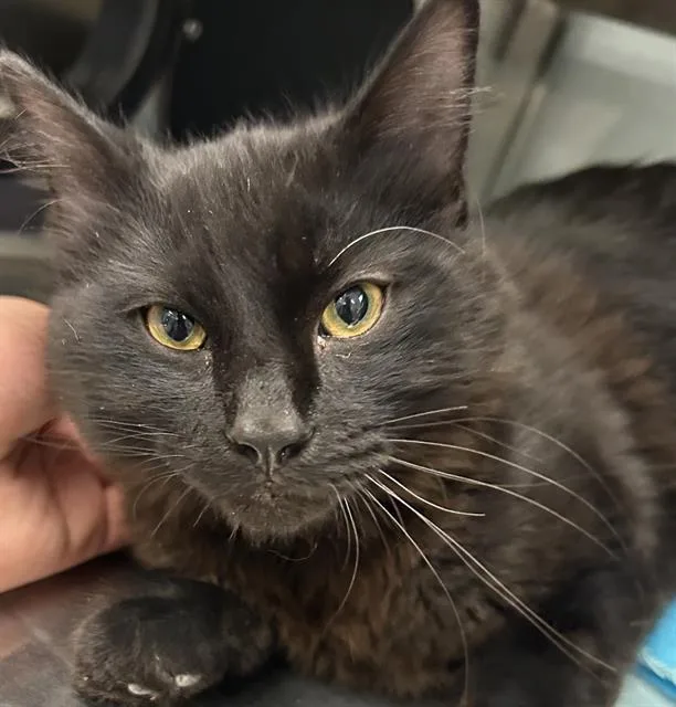 A young medium-sized male Domestic Medium Hair cat named Milo for adoption in Santa Cruz, CA