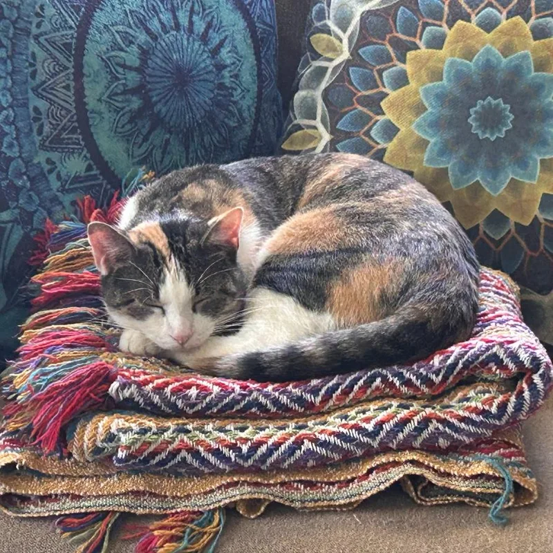 An adult medium-sized female Torbie Domestic Short Hair cat named Cannoli Rehoming for adoption in Columbia, MO