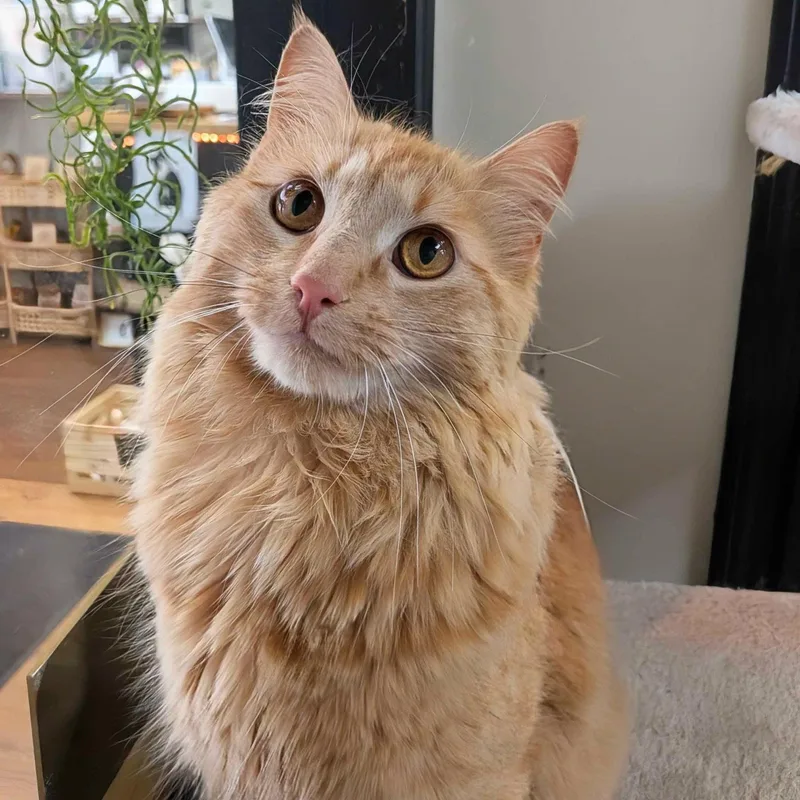 An adult medium-sized male Orange / Red Domestic Medium Hair cat named Fluffy for adoption in Lake Saint Louis, MO