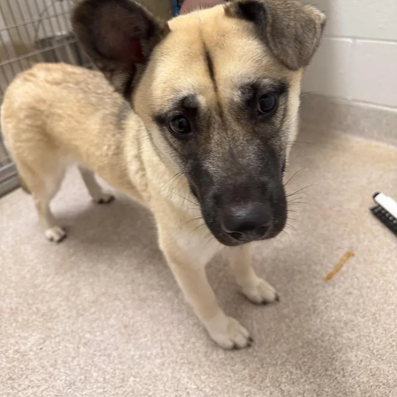 A young medium-sized female Husky dog named Snooki for adoption in Horn Lake, MS