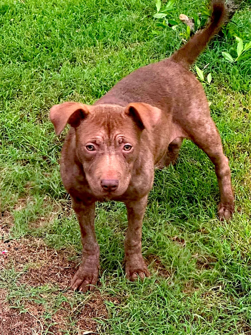 A baby small-sized female Bicolor Staffordshire Bull Terrier dog named Laurel for adoption in Memphis, TN