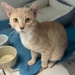 A young medium-sized male Orange & White Tabby cat named Pumpkin for adoption in Green Valley, AZ
