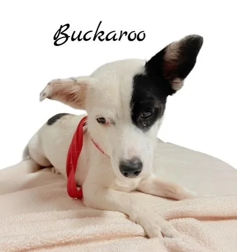 Buckaroo