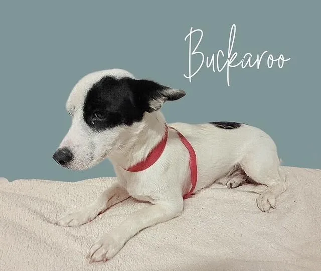 Buckaroo thumbnail 4