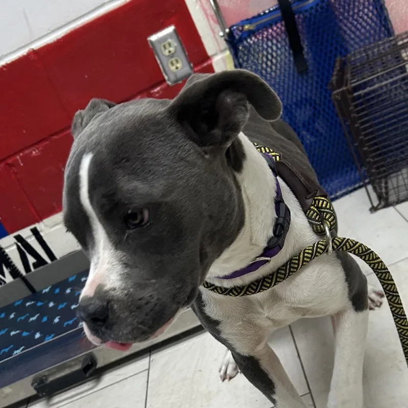 A young medium-sized female Gray / Blue / Silver Pit Bull Terrier dog named Samantha for adoption in Lufkin, TX