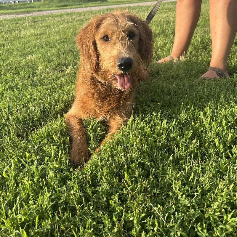 A young medium-sized male Golden Labradoodle dog named Baxter for adoption in Merit, TX