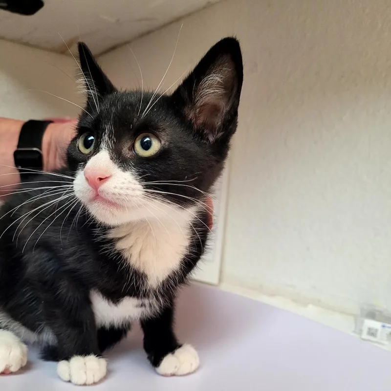 A baby small-sized male Domestic Short Hair cat named Goofy for adoption in Allyn, WA